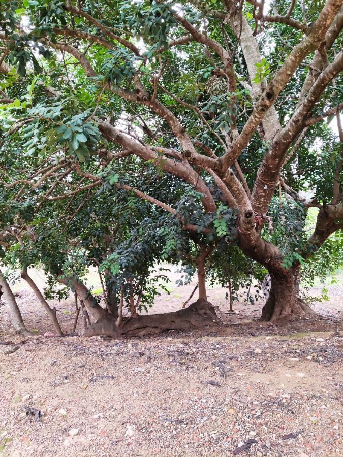 צ'ולייה La Rueda Apartamentos Rurales מראה חיצוני תמונה